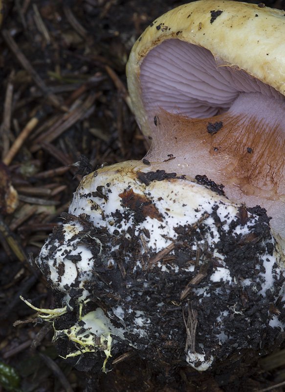 Cortinarius haasii